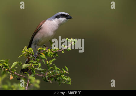 Grauwe Klauwier volwassen man zittend in struik; rosso-backed Shrike maschio adulto arroccato nella boccola Foto Stock