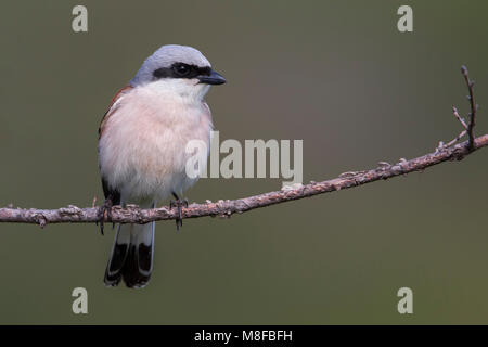 Grauwe Klauwier volwassen man zittend in struik; rosso-backed Shrike maschio adulto arroccato nella boccola Foto Stock