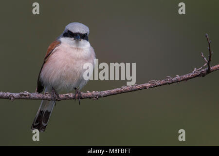 Grauwe Klauwier volwassen man zittend in struik; rosso-backed Shrike maschio adulto arroccato nella boccola Foto Stock