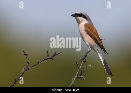 Grauwe Klauwier volwassen man zittend in struik; rosso-backed Shrike maschio adulto arroccato nella boccola Foto Stock