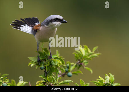 Grauwe Klauwier volwassen man zittend in struik; rosso-backed Shrike maschio adulto arroccato nella boccola Foto Stock