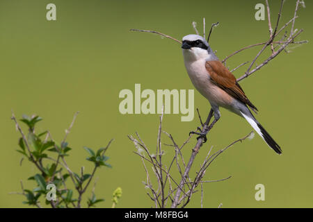 Grauwe Klauwier volwassen man zittend in struik; rosso-backed Shrike maschio adulto arroccato nella boccola Foto Stock