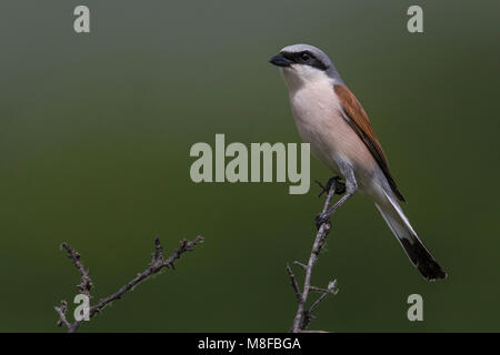 Grauwe Klauwier volwassen man zittend in struik; rosso-backed Shrike maschio adulto arroccato nella boccola Foto Stock