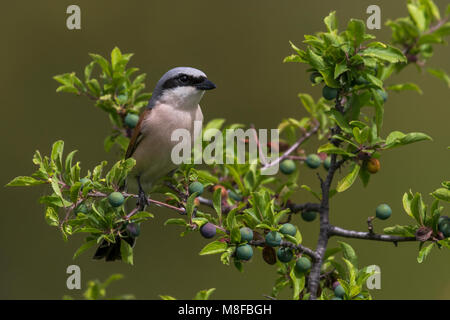 Grauwe Klauwier volwassen man zittend in struik; rosso-backed Shrike maschio adulto arroccato nella boccola Foto Stock