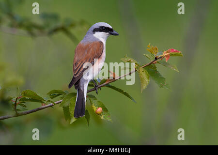 Grauwe Klauwier volwassen man zittend in struik; rosso-backed Shrike maschio adulto arroccato nella boccola Foto Stock