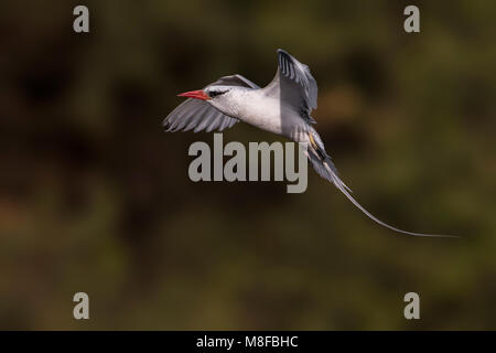 In Roodsnavelkeerkringvogel vlucht, rosso-fatturati Tropicbird in volo Foto Stock
