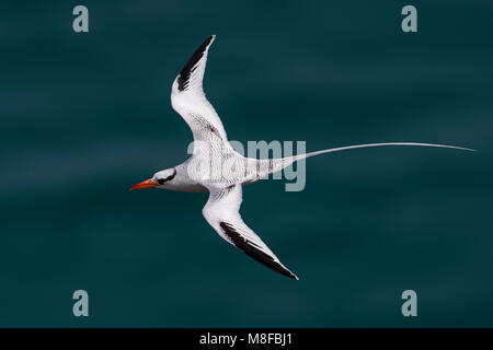 In Roodsnavelkeerkringvogel vlucht, rosso-fatturati Tropicbird in volo Foto Stock