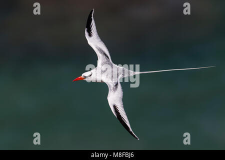 In Roodsnavelkeerkringvogel vlucht, rosso-fatturati Tropicbird in volo Foto Stock