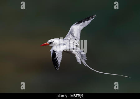 In Roodsnavelkeerkringvogel vlucht, rosso-fatturati Tropicbird in volo Foto Stock