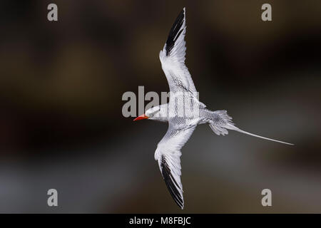 In Roodsnavelkeerkringvogel vlucht, rosso-fatturati Tropicbird in volo Foto Stock