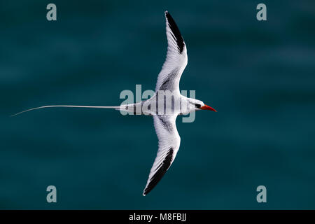 In Roodsnavelkeerkringvogel vlucht, rosso-fatturati Tropicbird in volo Foto Stock