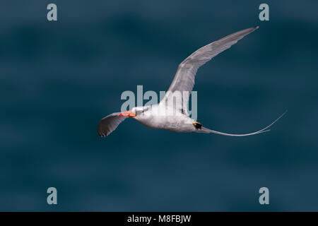 In Roodsnavelkeerkringvogel vlucht, rosso-fatturati Tropicbird in volo Foto Stock