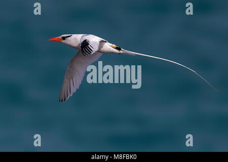 In Roodsnavelkeerkringvogel vlucht, rosso-fatturati Tropicbird in volo Foto Stock