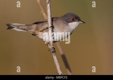 Kleine Zwartkop; Trillo sardo; Sylvia melanocephala Foto Stock