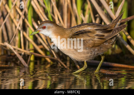 Adulto vrouw Klein Waterhoen; femmina adulta Little Crake Foto Stock