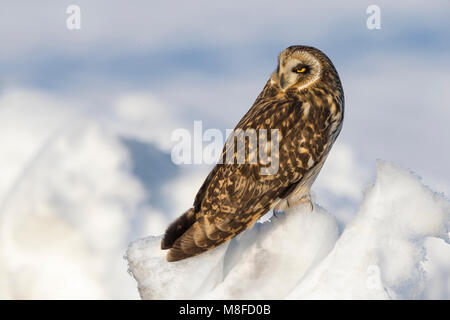 Velduil zittend in de sneeuw; breve-eared Owl arroccato nella neve Foto Stock