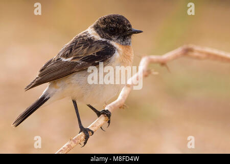 Aziatische Roodborsttapuit; Siberian Stonechat; Foto Stock