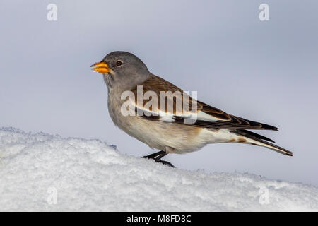 Sneeuwvink;; Snowfinch Montifringilla nivalis Foto Stock