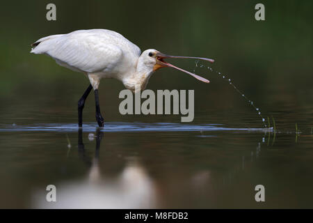 Juveniele Lepelaar; capretti Eurasian spatola Foto Stock