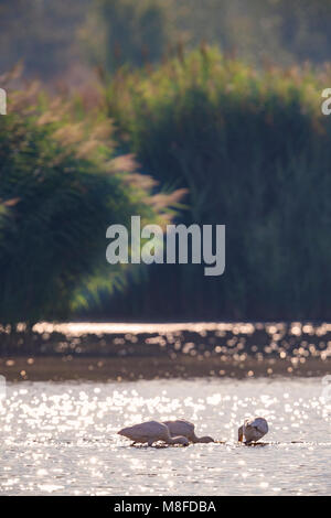 Immagine di uccelli da Daniele Occhiato Foto Stock