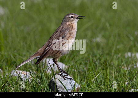 Waterpieper zingend; Acqua Pipit ssp coutelli cantando Foto Stock