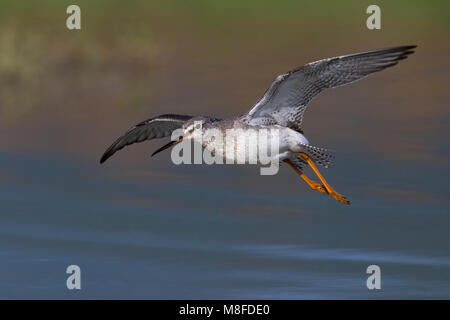 Vliegende ZWARTE RUITER; Spotted Redshank in volo Foto Stock