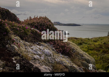 Bianche rocce ricoperte da licheni e bella campana viola Heather affacciato sulla baia. Foto Stock