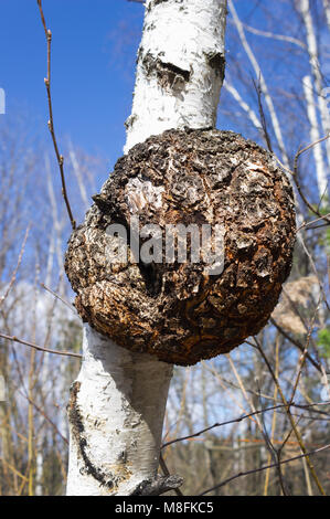 Mostruoso excrescence sullo sfondo bianco del tronco di betulla Foto Stock