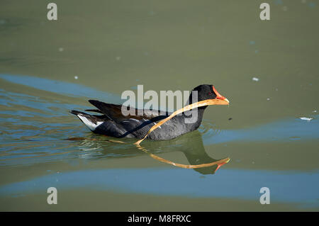 Pollo Sultano comune (Gallinula galeata) nuotare lungo il bordo del lago Chapala azienda materiale di nidificazione nel becco, Ajijic, Jalisco, Messico Foto Stock