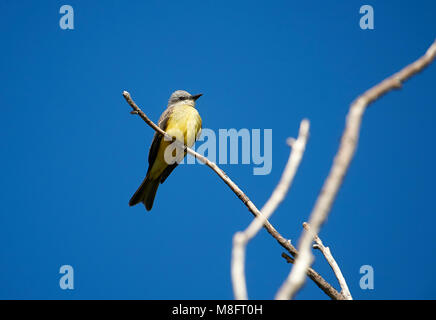 Tropical Kingbird (Tyrannus melancholicus), appollaiato in un albero Jocotopec, Jalisco, Messico Foto Stock