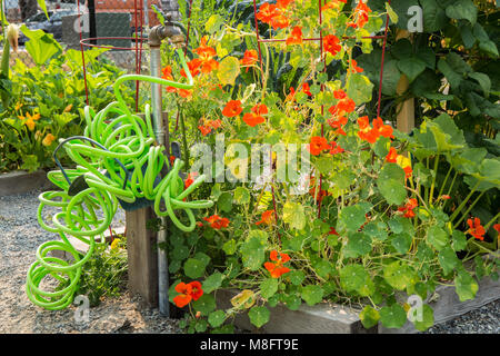 Nasturtiums il crescente in una comunità giardino accanto a un colorato giardino arricciata il tubo flessibile Foto Stock