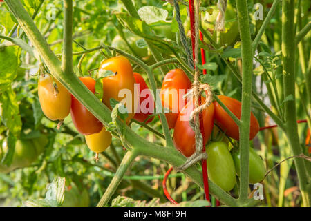 La Roma dei pomodori a vari livelli di maturazione. Foto Stock