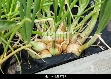 Cluster di Walla Walla cipolle crescono in un giardino con tessuto nero telone intorno a loro per ridurre al minimo le erbacce Foto Stock