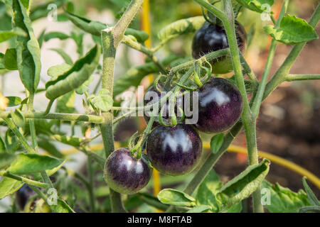 Indigo Rose pomodori ibrido Foto Stock