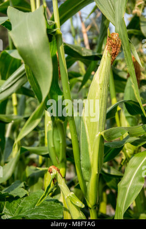 Issaquah, Washington, Stati Uniti d'America. Coltivazione di mais con un marrone nappe, indicando è maturo Foto Stock