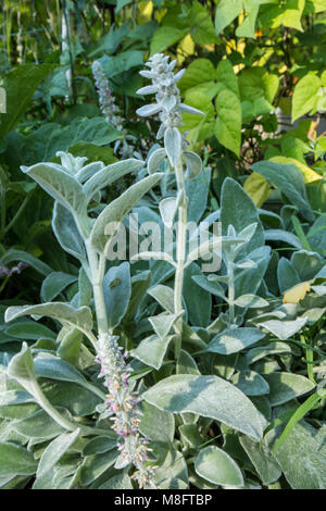 Argenteo tappeto agnello orecchio di piante che crescono. Foto Stock