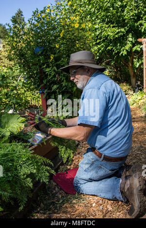 Bellevue, Washington, USA. Master maschio giardiniere la raccolta di Purple Haze carote. Essi hanno un sapore dolce con una gara ancora snappy crunch. La 7-8 inc Foto Stock