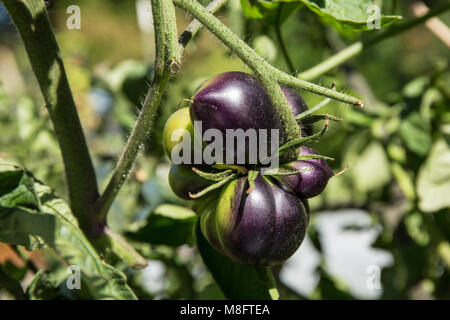 Bellevue, Washington, USA. Bellezza nera cimelio di famiglia pianta di pomodoro in crescita. Un buio, carnosa, molto ricco di pomodoro arricchito con estrema antocianina espressione ( Foto Stock