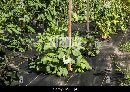 Nero Garden tessuto che viene utilizzato per il controllo delle erbacce intorno al dolce di piante di pepe. Foto Stock