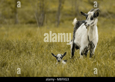 Giovane black white goatling giacente su erba verde al pascolo estivo Foto Stock