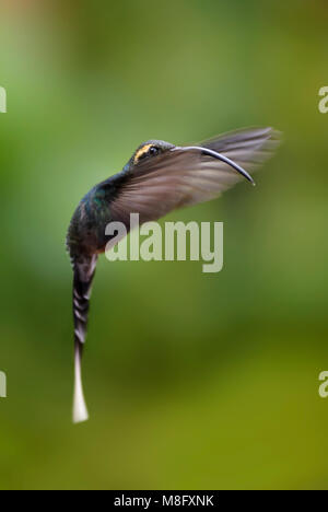 Poco Eremita - Phaethornis longuemareus, bella fatturati lunga lunga coda di hummingbird dal Costa Rica La Paz cascata. Foto Stock