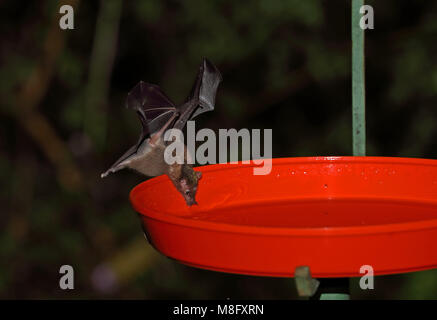 Geoffroy's Tailless Bat (Anoura geoffroyi) adulto Alimentazione da alimentatore hummingbird Tapichalaca, Ecuador Febbraio Foto Stock