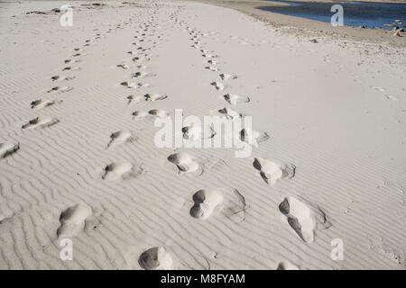 Vuoto infinita spiaggia sabbiosa sul Mar Baltico nei pressi di Leba dune di sabbia in Polonia Foto Stock