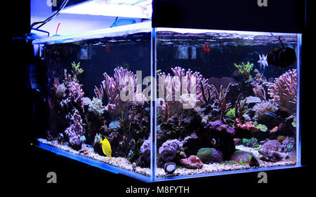 Saltwater Coral Reef Aquarium serbatoio Foto Stock