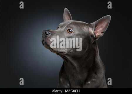 Bella blu thai ridgeback dog Foto Stock