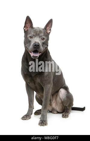 Bella blu thai ridgeback dog Foto Stock