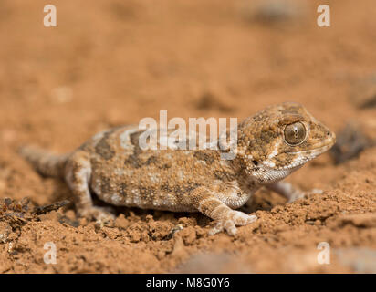 Helmeted Gecko (Tarentola chazaliae) nell ovest del deserto del Sahara in Marocco. Foto Stock