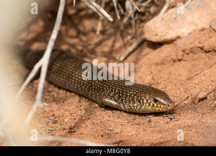 Molte scalate cilindrica (Skink Chalcides polylepis) nell ovest del deserto del Sahara in Marocco. Foto Stock