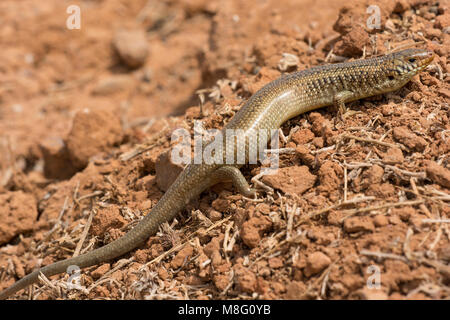 Molte scalate cilindrica (Skink Chalcides polylepis) nell ovest del deserto del Sahara in Marocco. Foto Stock