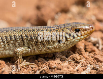 Molte scalate cilindrica (Skink Chalcides polylepis) nell ovest del deserto del Sahara in Marocco. Foto Stock